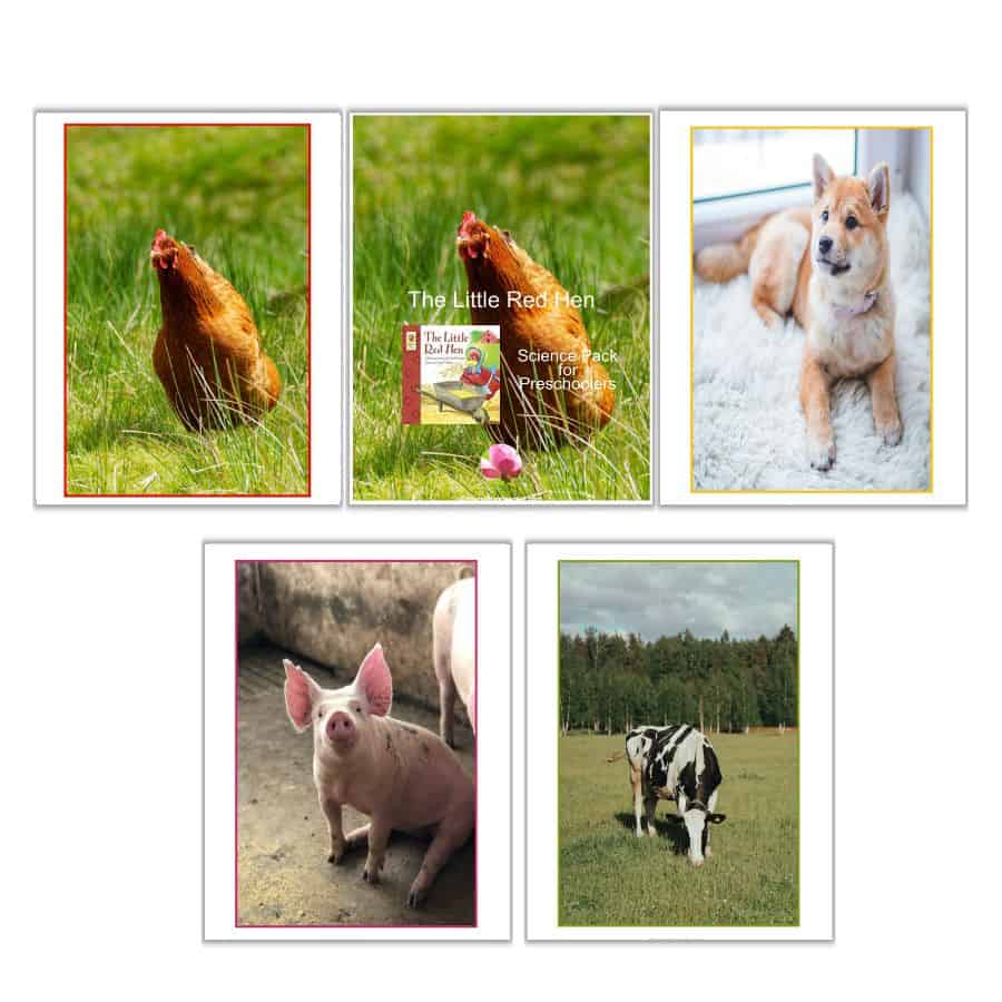 The Little Red Hen Animal Pictures