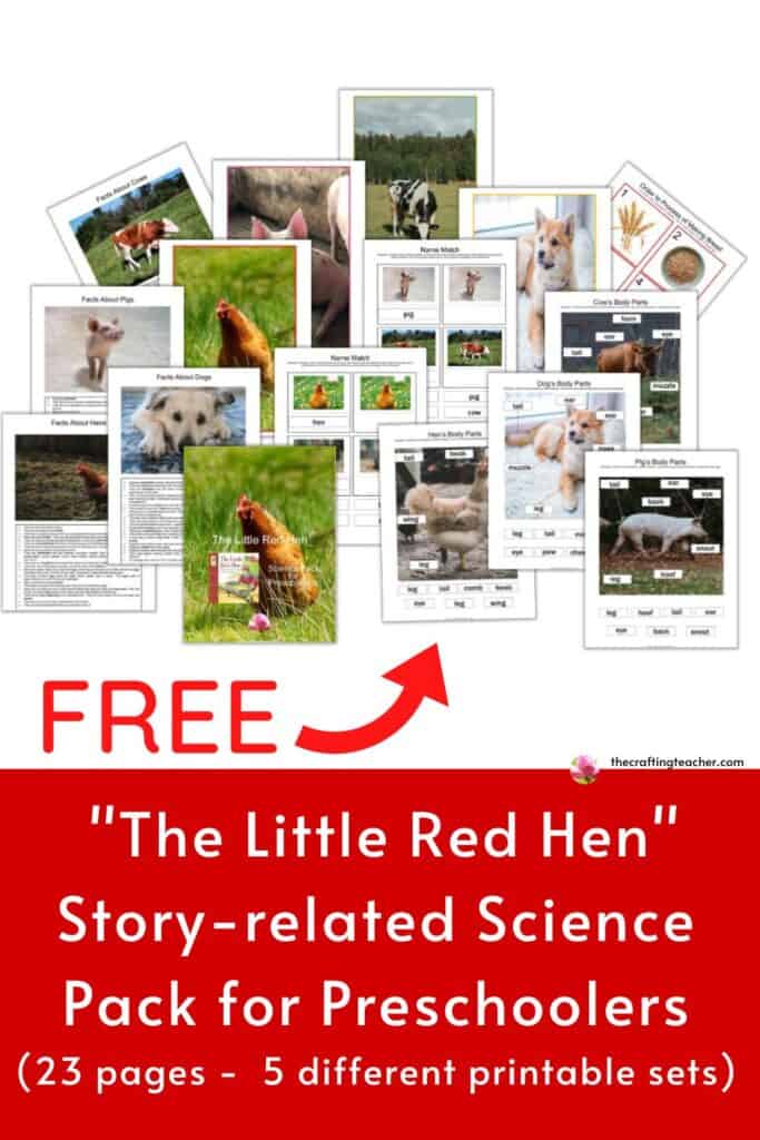 The Little Red Hen Story-related Science Pack for Preschoolers 