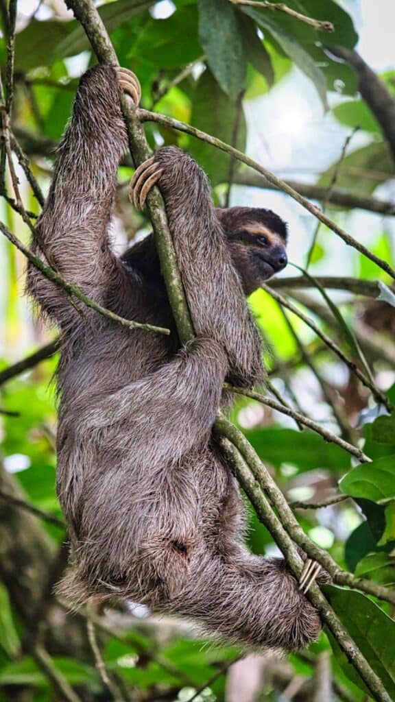 Three-toed Sloth by Bennet Robin Fabian from Unsplash