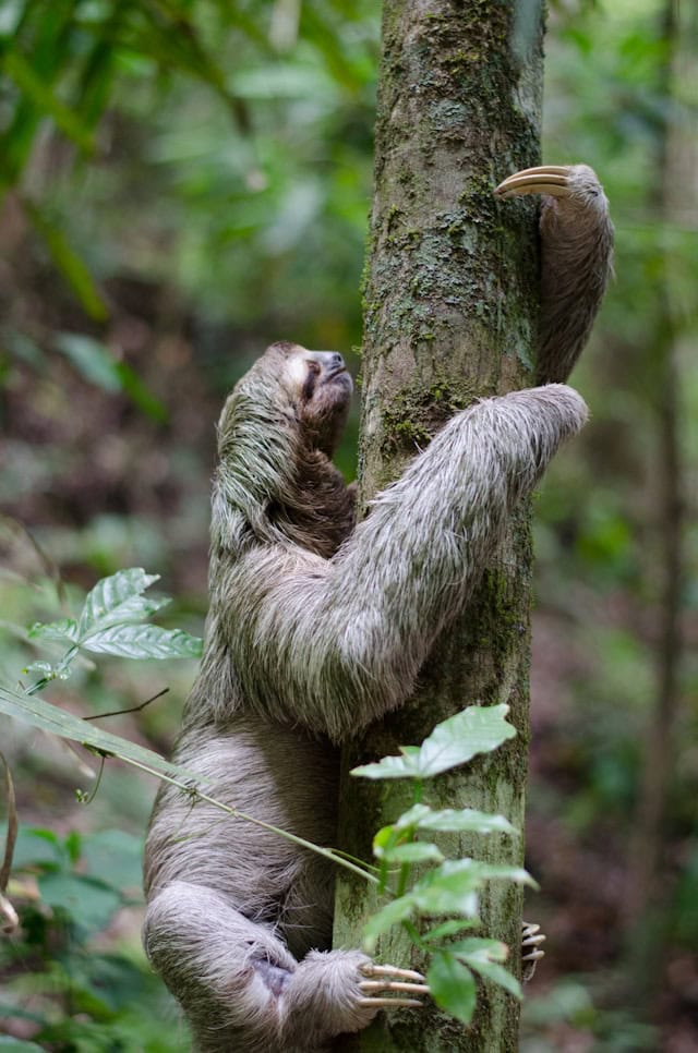 Three-toed Sloth by Sebastian Molinares from Unsplash