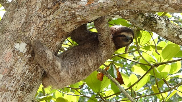 Three-toed sloths by Javier Mazzeo from Unsplash