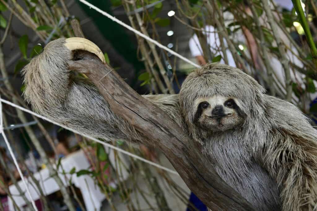 Two-toed sloths by Carlos Junior from Pexels