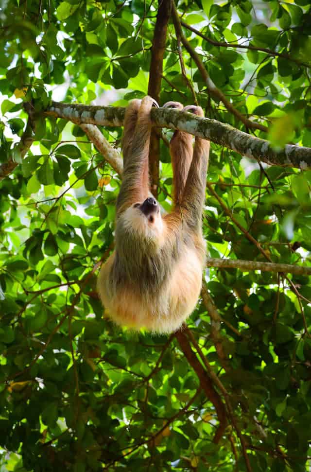 Two-toed sloths by Claire Finch from Unsplash