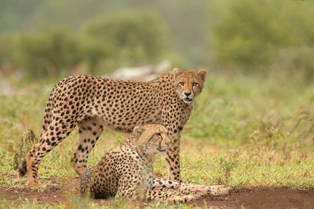 Cheetah Brothers by Frans Van Heerden from Pexels