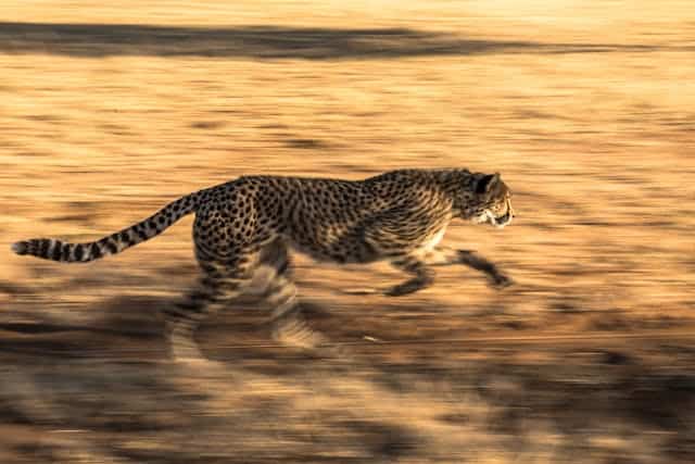 Cheetah Running by Bruno Almeida from Pexels