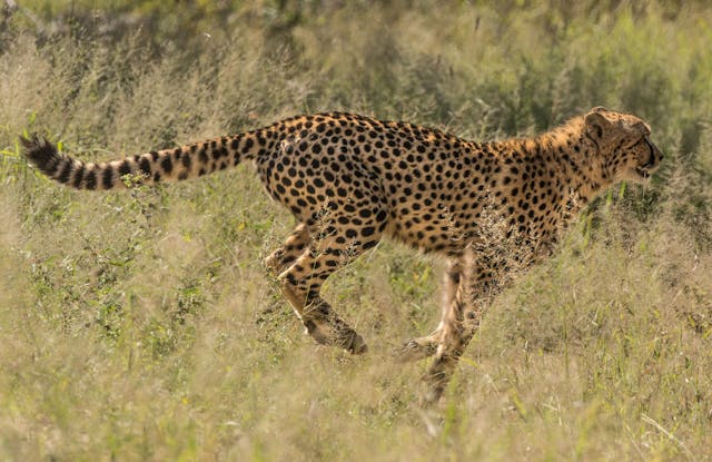 Cheetah Running by Charldurand from Pexels