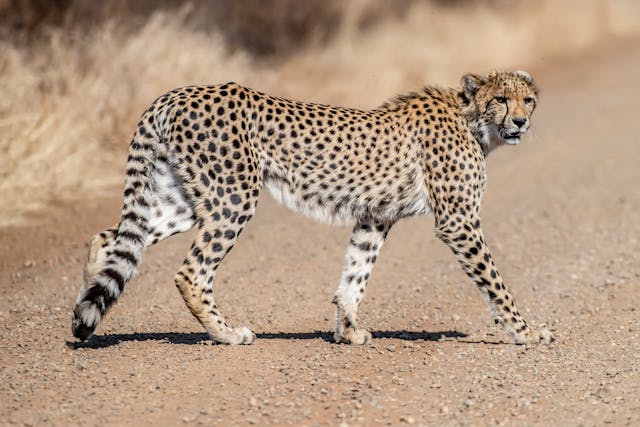 Cheetah by Frans Van Heerden from Pexels