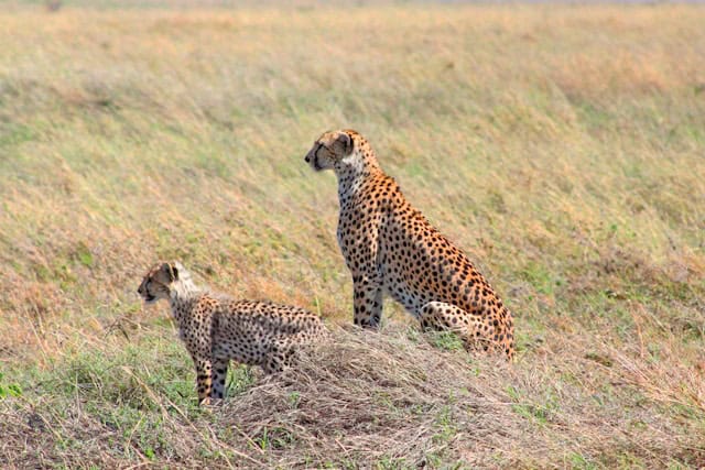 Cheetah mom and cub by Little John from Unsplash