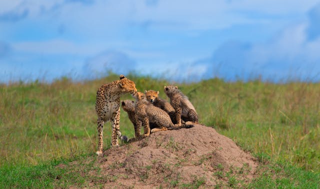 Cheetah mom and cubs by Marri Shyam from Pexels