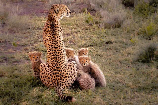 Cheetah mom and cups by Hsapir from Pexels