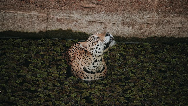 Jaguar by Jeangc from Pexels