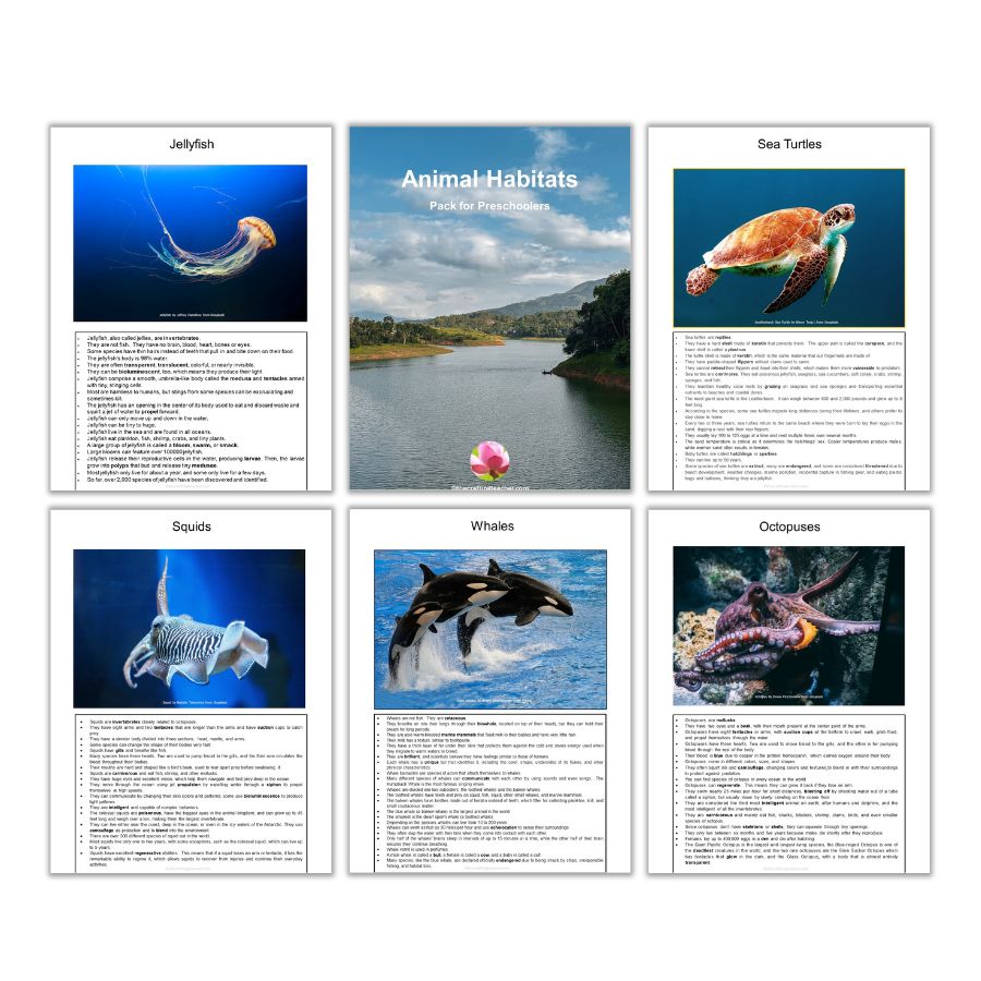 Marine Animals