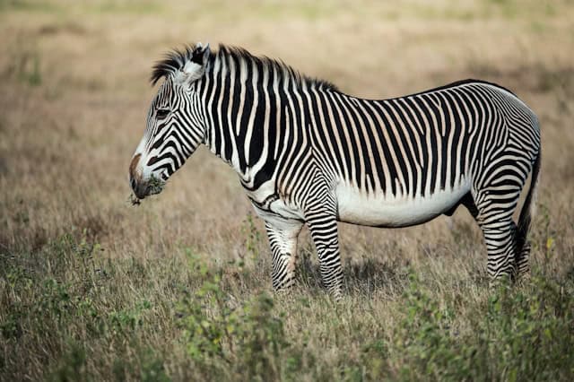 Grevy Zebra by David Clode from Unsplash