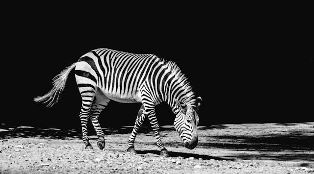 Mountain Zebra by Pixabay from Pexels