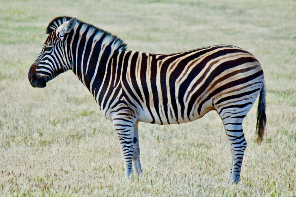 Plains Zebra by Ruchindra Gunasekara from Unsplash