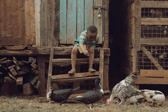 Child with ducks and chickens by Githirinick from Pexels