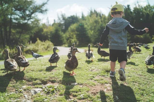 A child with ducks by Stephen Tcandrews from Pexels