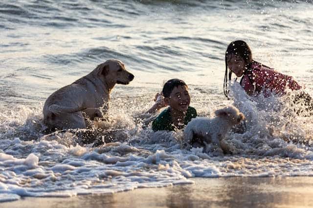 Children with dogs at the beach by Sergk1 from Pexels