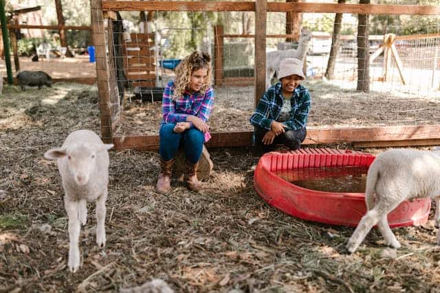 Children with sheep by Rdne from Pexels