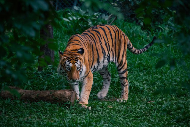 Tiger by Jayanth Muppaneni from Unsplash