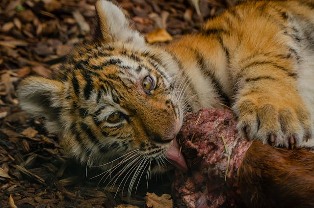 Tiger eating by Leon Aschemann from Pexels