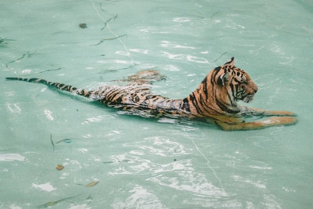 Tiger in water by Jakob Owens from Unsplash