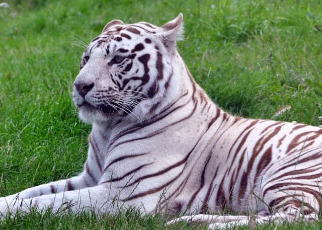 White Bengal Tiger by Inspiredimages from Pexels