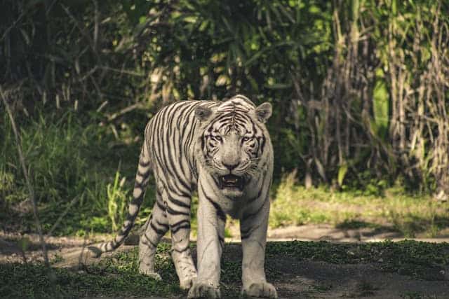 White Bengal tiger by Lucaspezeta from Pexels