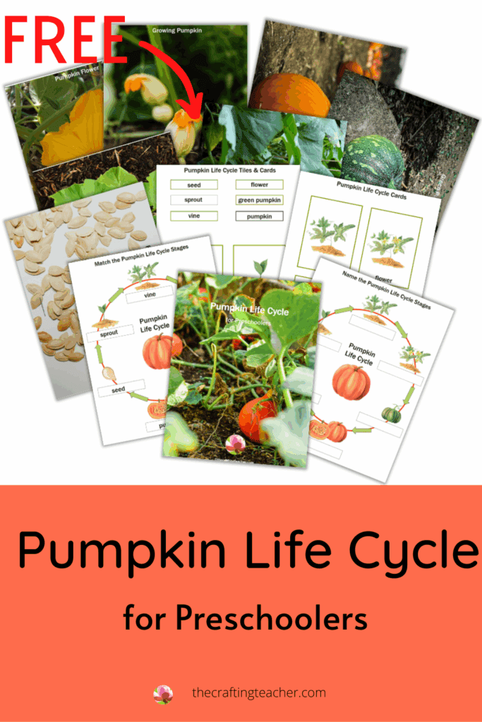 Pumpkin Life Cycle for Preschoolers