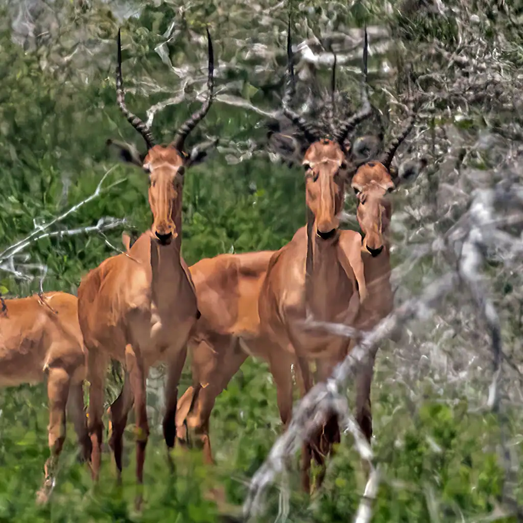 (Photo taken from the Itsavo Trust Organization website).