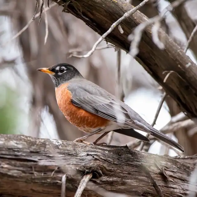 American Robin by Trac Vu from Unsplash