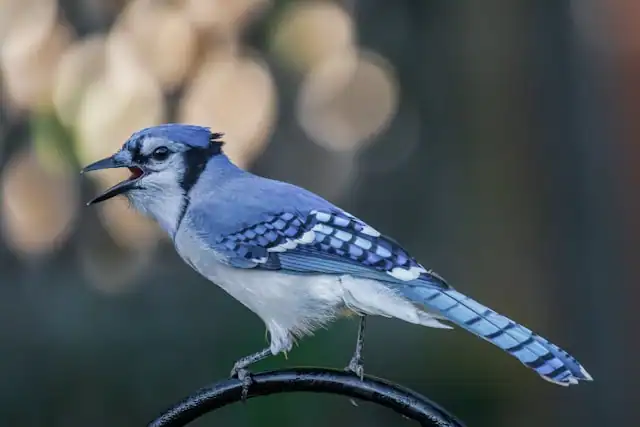 Blue Jay by Camerauthor Photos from Unsplash