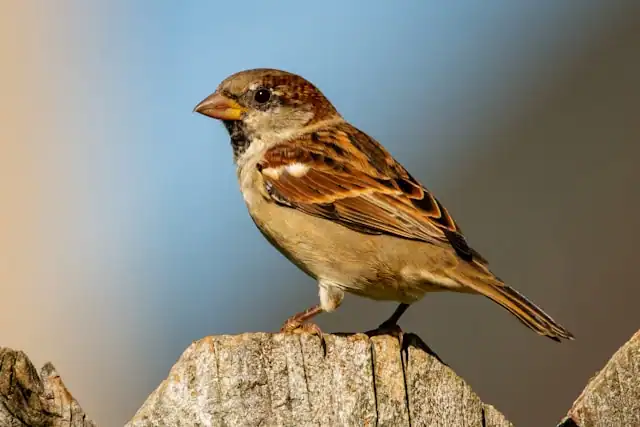 House Sparrow by Joshua J Cotten from Unsplash