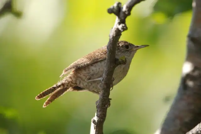 House Wren by Danielle Claude Belangerf from Unsplash