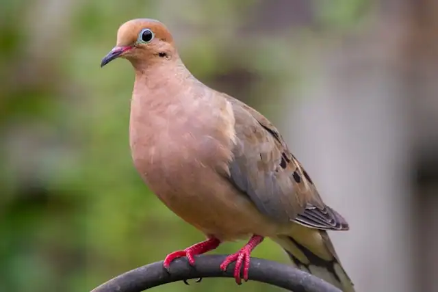 Mourning Dove by Joshua J Cotten from Unsplash