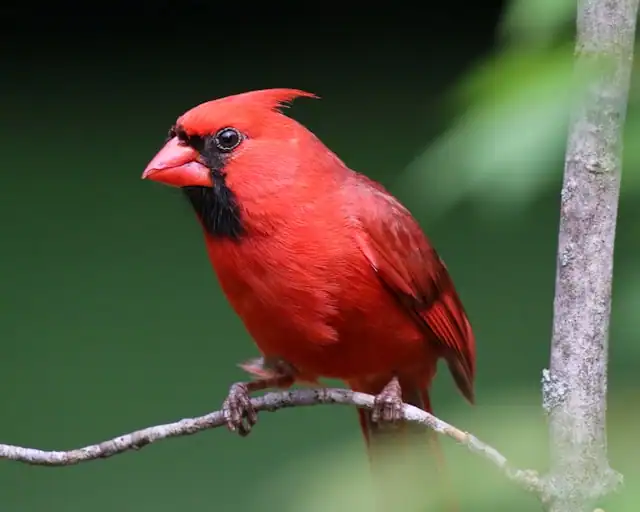 Northern Cardinal by Paul Crook from Unsplash