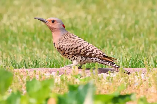 Northern Flicker by Paul Crook from Unsplash