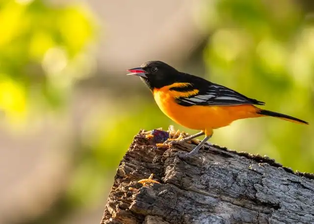 Northern Oriole by Nord6 from Pexels