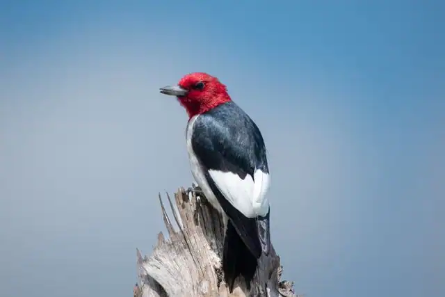 Red-headed Woodpecker by Jacob Willoughby from Pexels