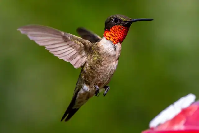 Red-throated by Joshua J Cotten from Unsplash