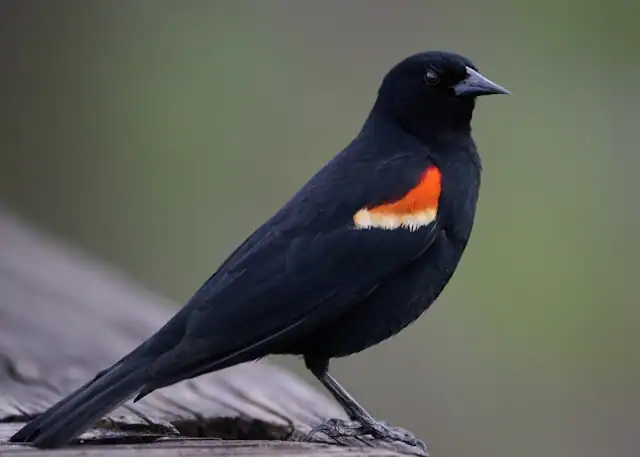 Red-windget Blackbird by Steve Smith from Unsplash