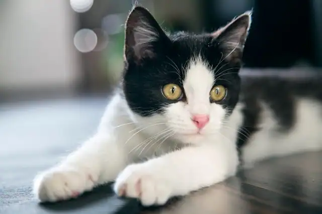 Tuxedo Cat by Milada Vigerova from Unsplash